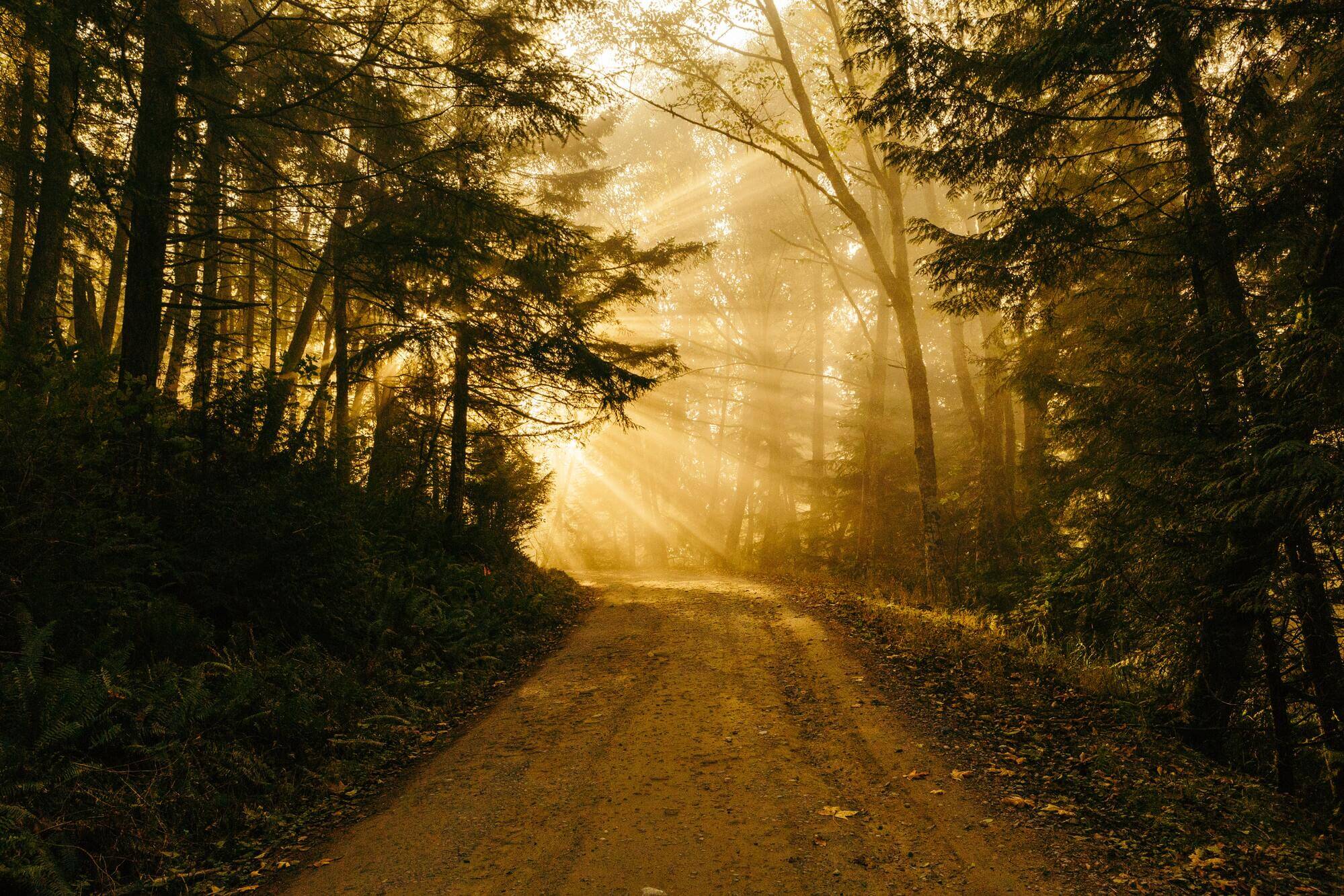 Way through the yellow forest